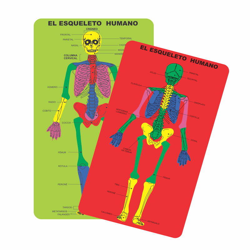 Juego Educativo de Encaje Esqueleto Humano Arti